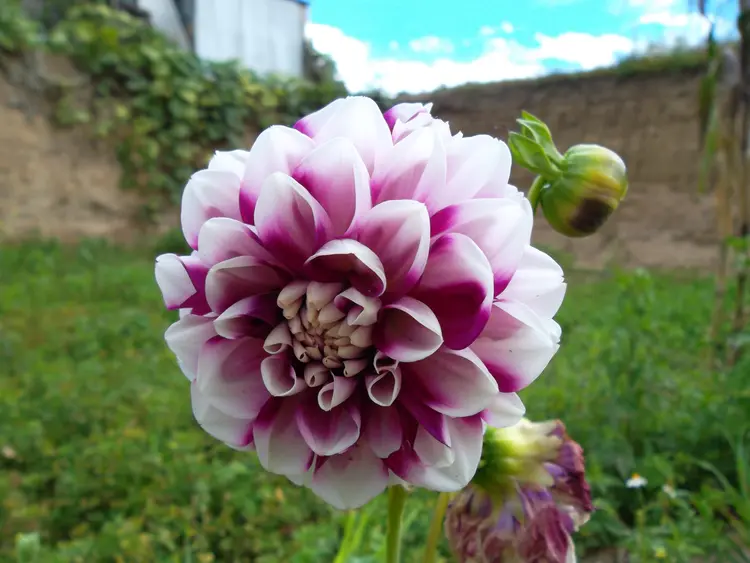 En ita dalia kuu uvi kolor