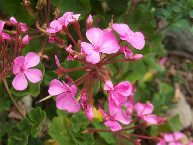 Ja'a kuu en ita geraniu